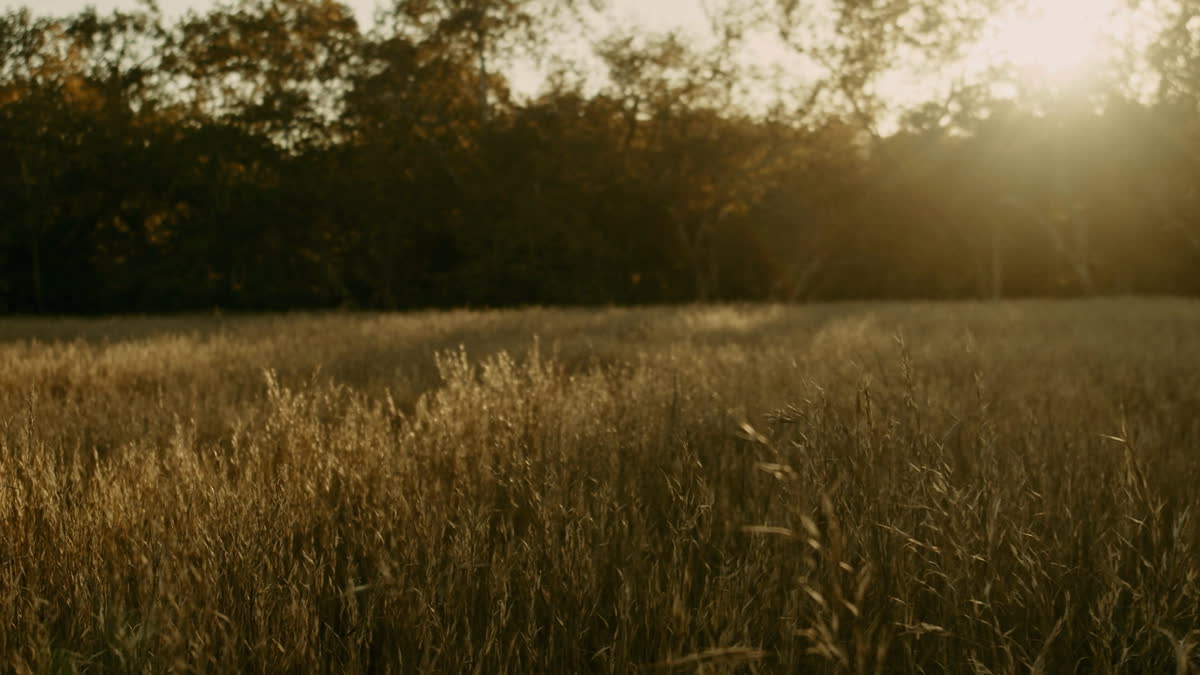 Autumn Meadow Still 09
