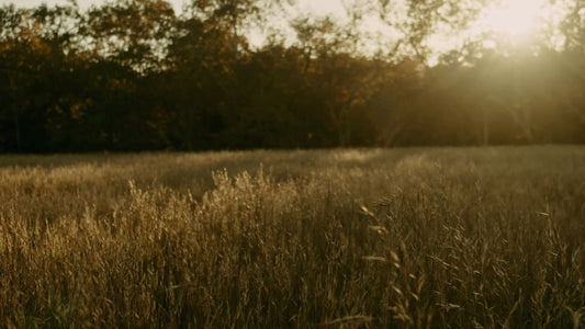Autumn Meadow Still 09