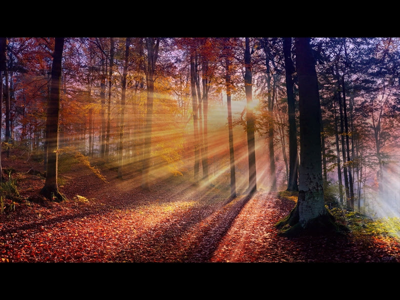 Autumn Light 6