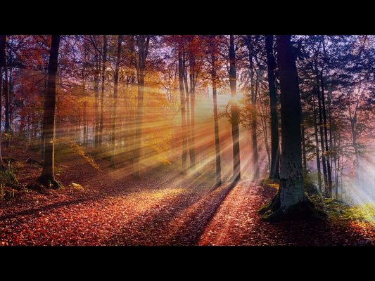 Autumn Light 6