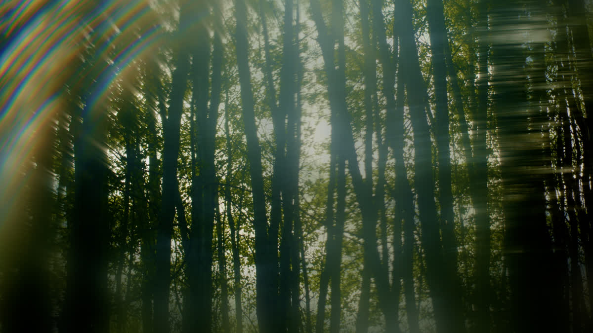 Like A Tree Still 05