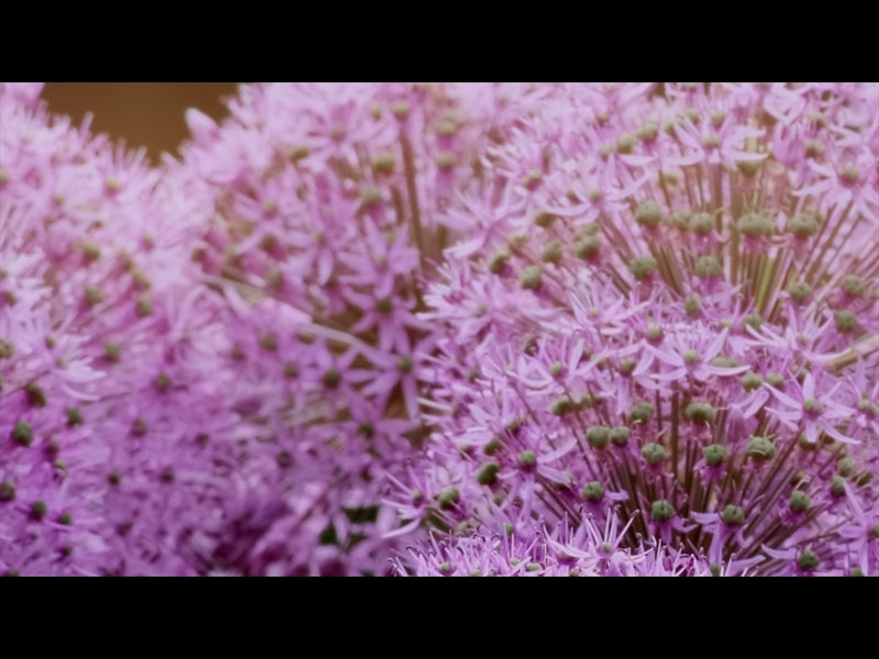 Flower Garden Loop 05