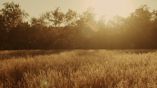 Autumn Meadow Still 15
