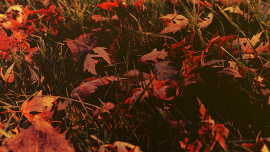 Thanksgiving Light Fall Still