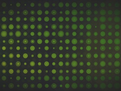 Circle Grid Green