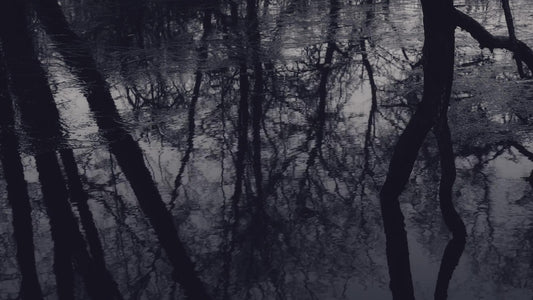 Bleak Beauty Dark Fade