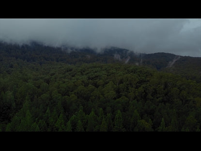 Foggy Forest