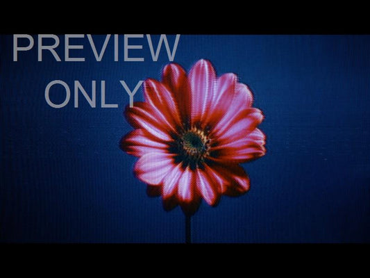 Crt Flowers 4 Still