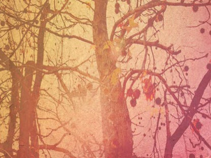 Autumn Tree