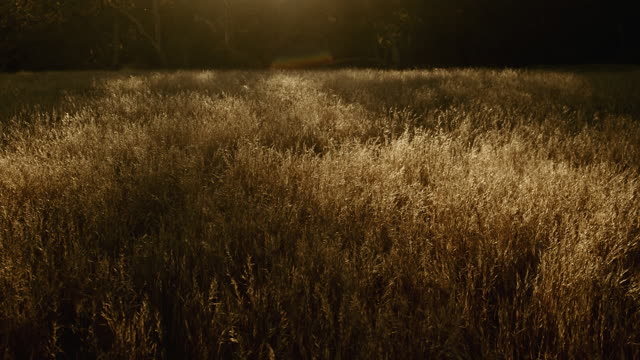 Autumn Meadow Motion Background 07