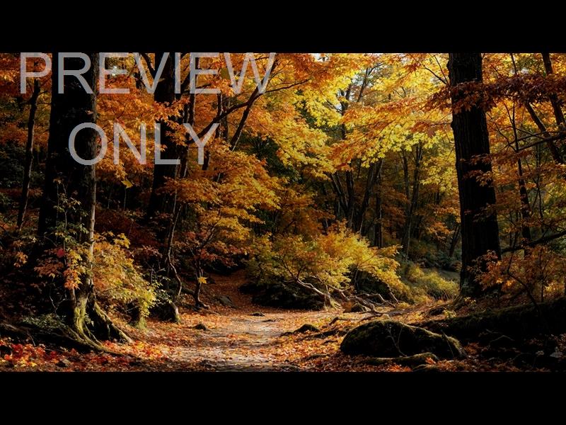 Forest Fall 8 Still
