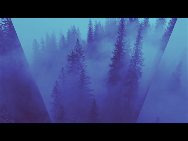 Misty Pines Night