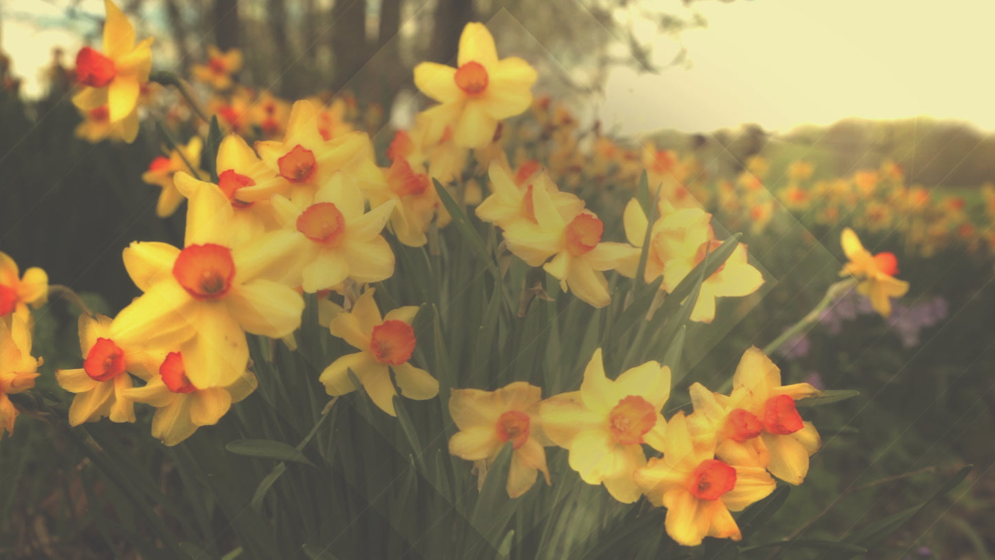 Fresh Flowers Yellow