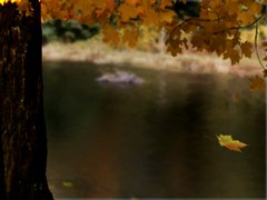 Fall Tree