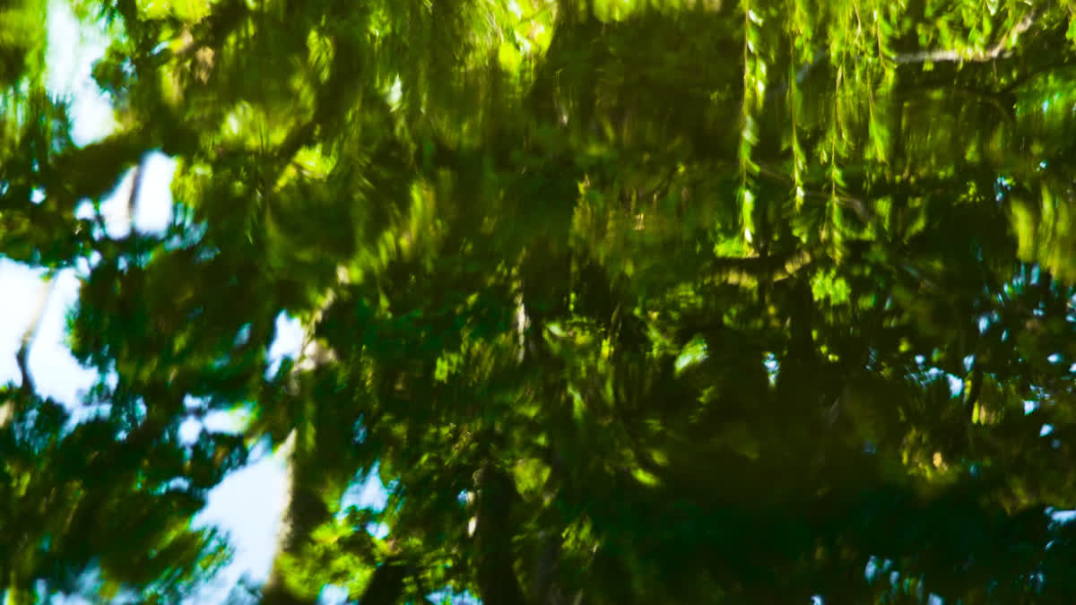 Living Waters 01