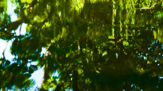 Living Waters 01