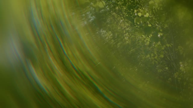 Like A Tree Loop 01