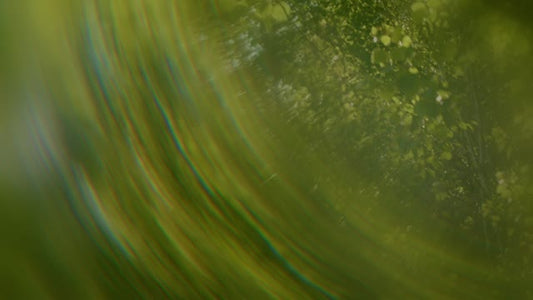 Like A Tree Loop 01