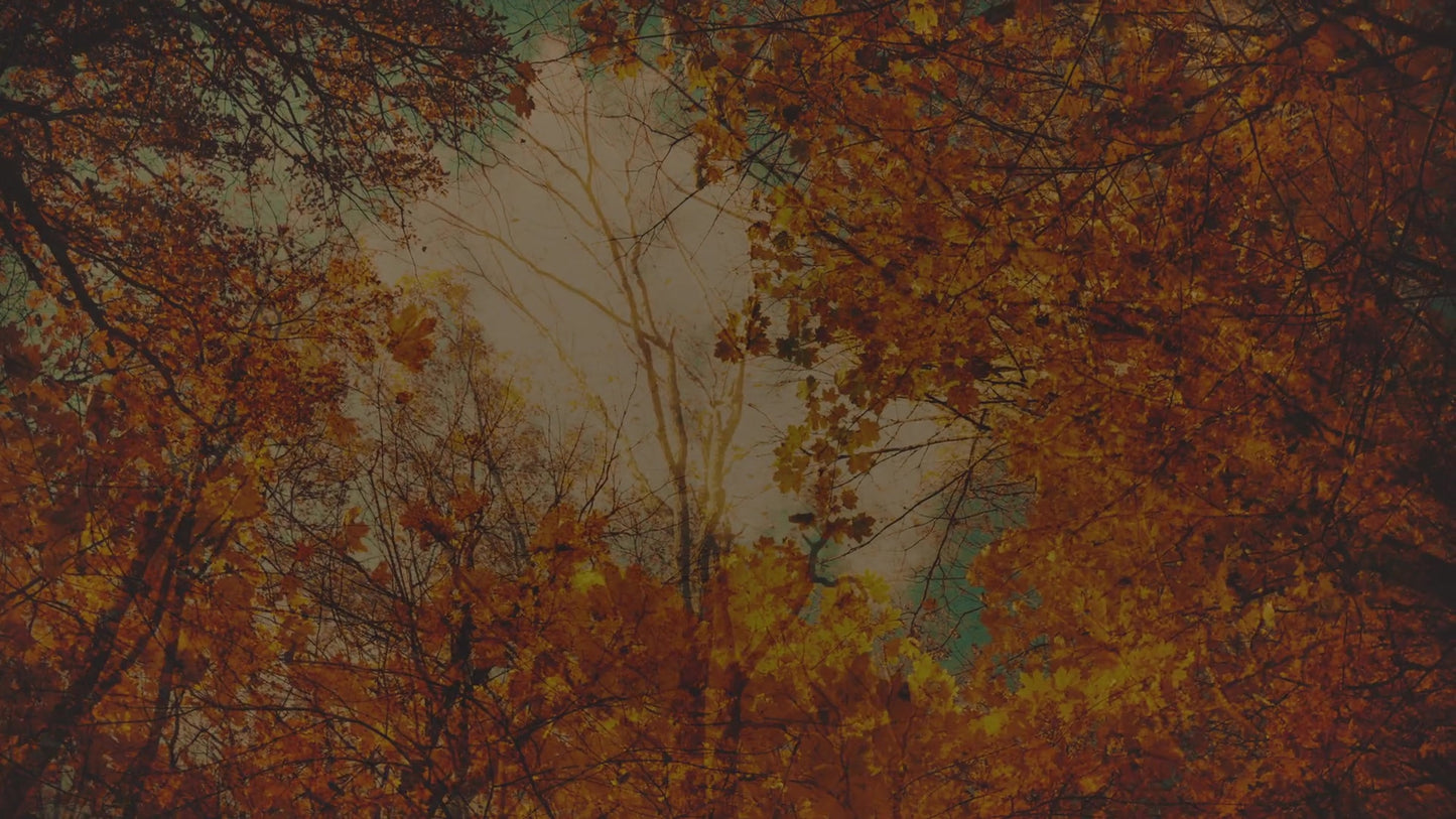Autumn Colors Canopy Still