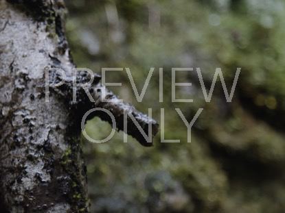 Branch