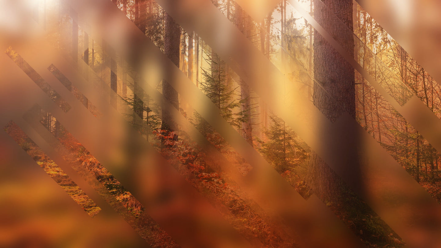 Autumn Journey 11 Still