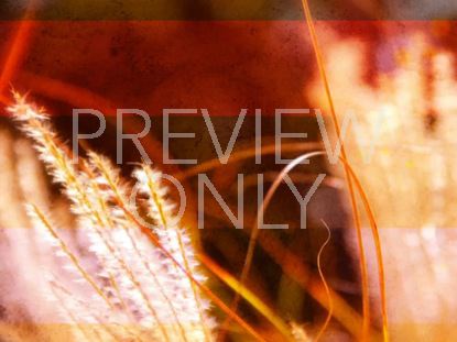 Golden Autumn Still 4