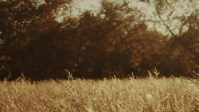 Autumn Meadow Motion Background 10