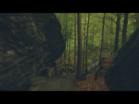 Deep Forest Pathway
