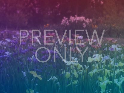 Wildflower 7 Still
