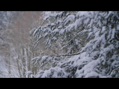 Snow Winter Background 1