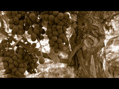 Parables: The Vineyard Workers