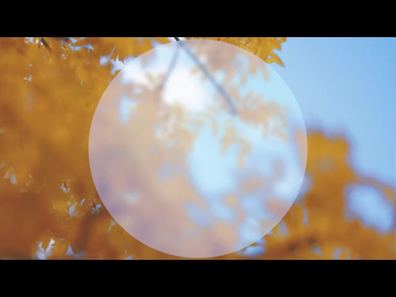 Fall Shadow Loop 3