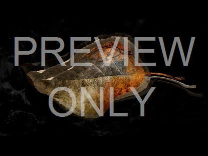 Autumn Falling 3 Graphic