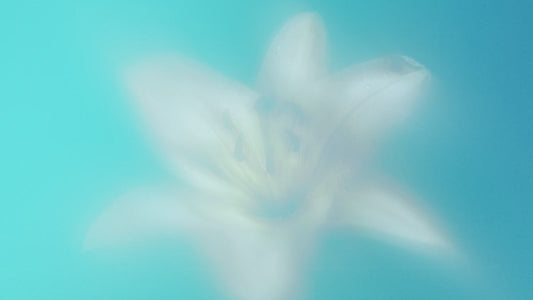 Living Hope Still 01