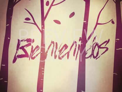 Fall Birch Trees Welcome Still -