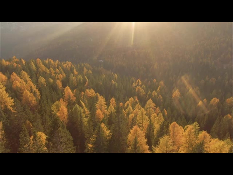 Epic Autumn Aerial Golden Pines