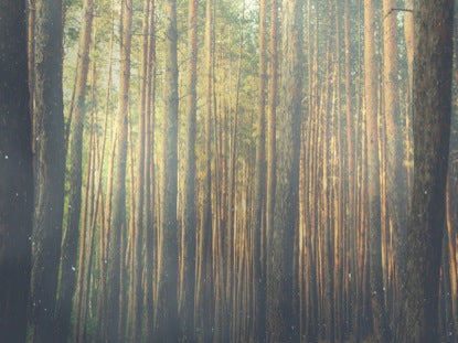 Forest Morning Blank