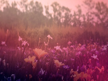Wildflower 1