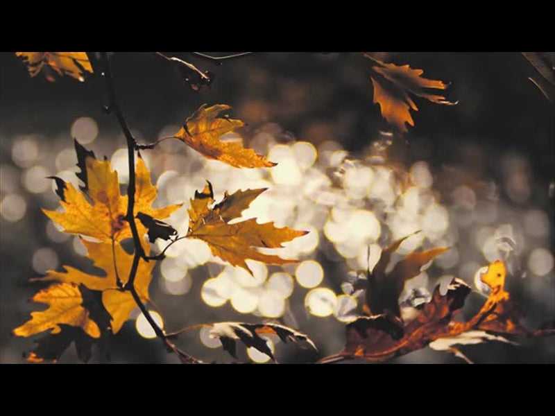 Moving Fall 3