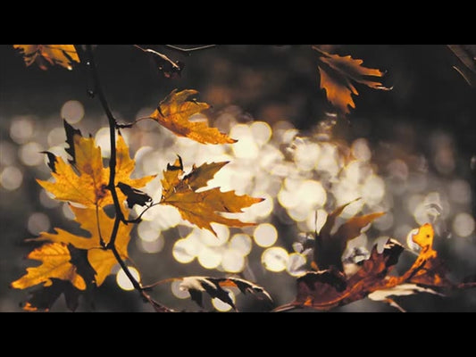 Moving Fall 3