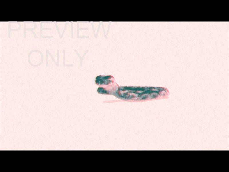 Bible Animals Snake Still