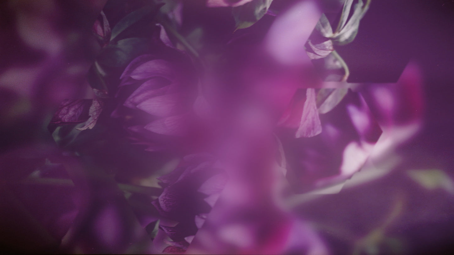 Spring Journey 07 Still