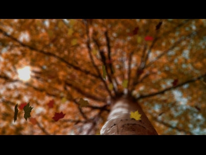 Autumn Leaves