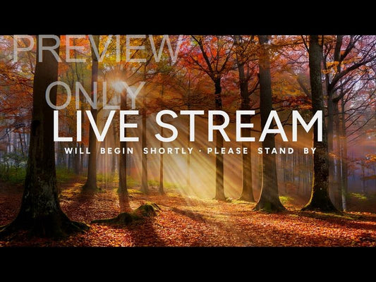 Autumn Light Live Stream Still