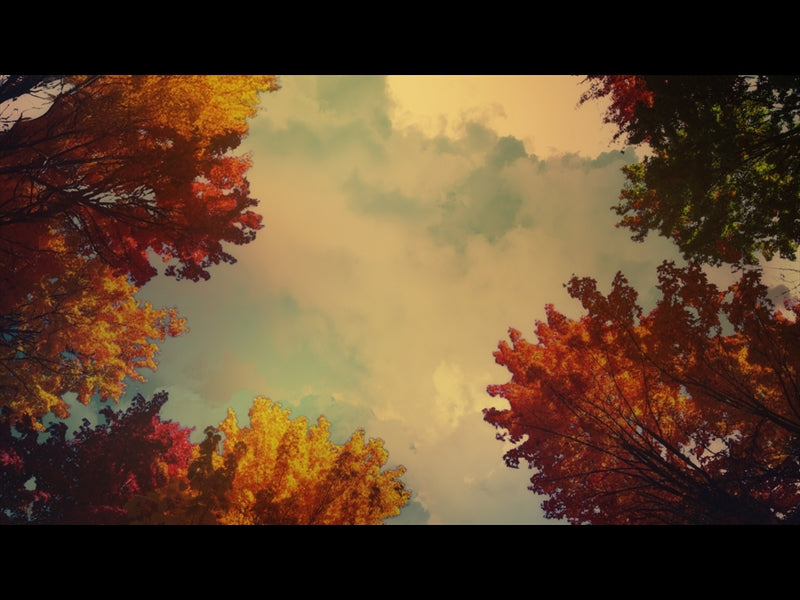 Fall Trees 4