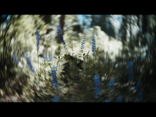Radial Nature 4