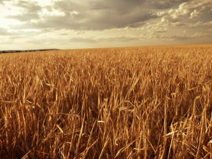 Fall Harvest Longplay