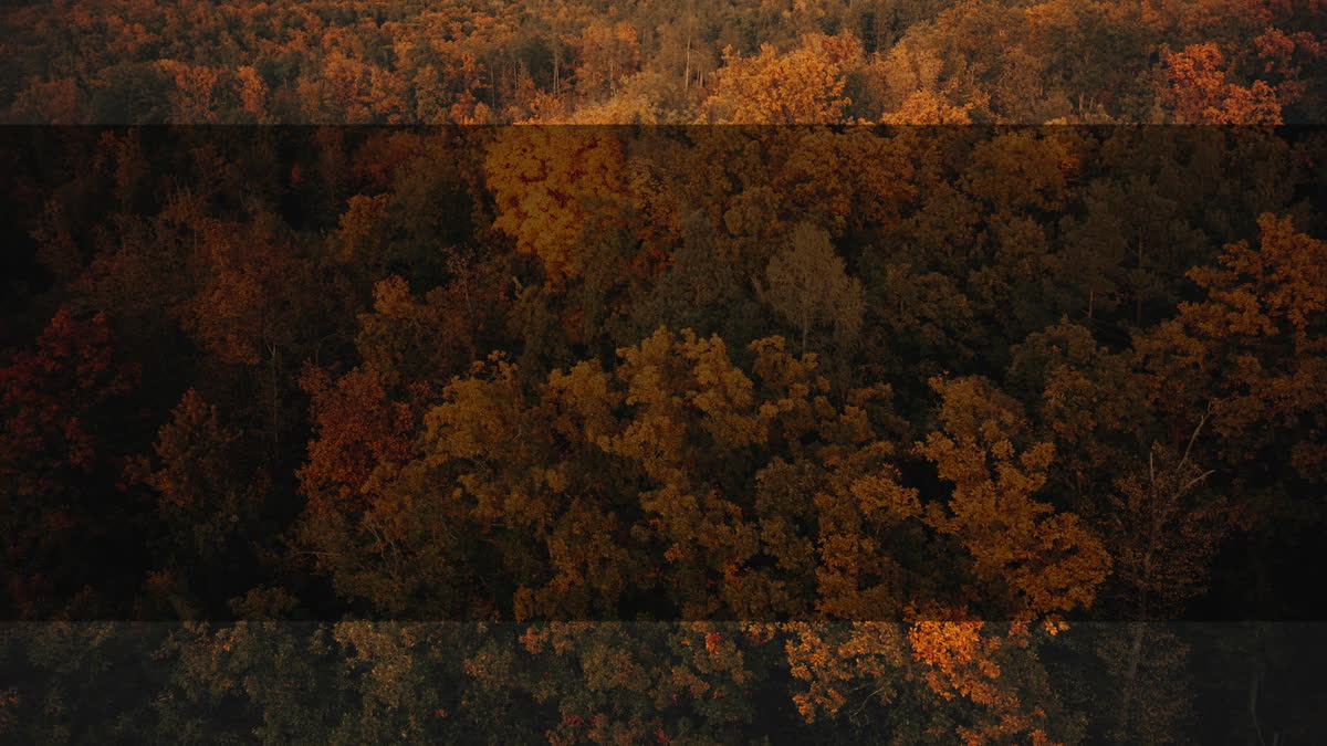 Autumn Foliage 4 Alt
