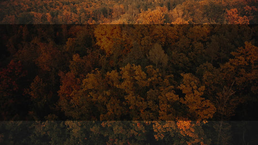 Autumn Foliage 4 Alt