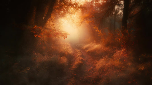 Autumn Path 2 Still